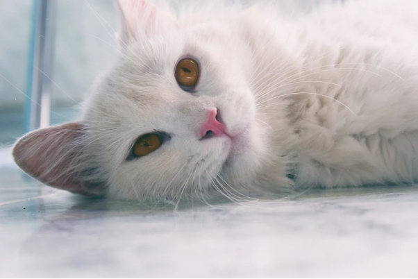 Giấc mơ về việc nuôi mèo trắng mang điềm báo gì?