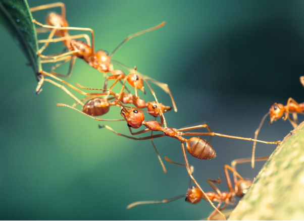 Mộng thấy một đàn kiến đang bao vây đĩa thức ăn