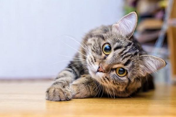 Điềm báo mà mơ thấy mèo mang tới có ý nghĩa là gì?